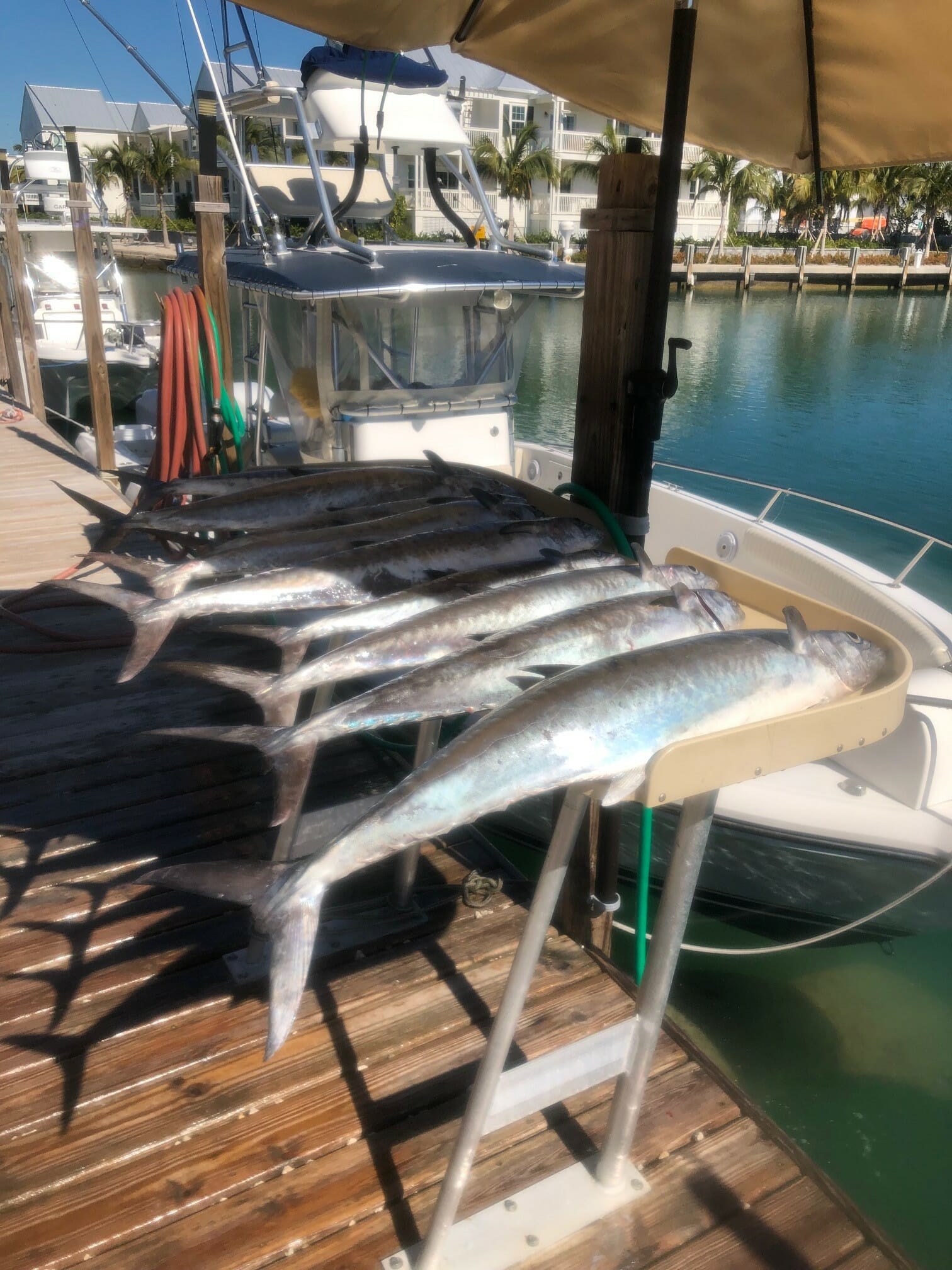 Mackerel Fishing Charter